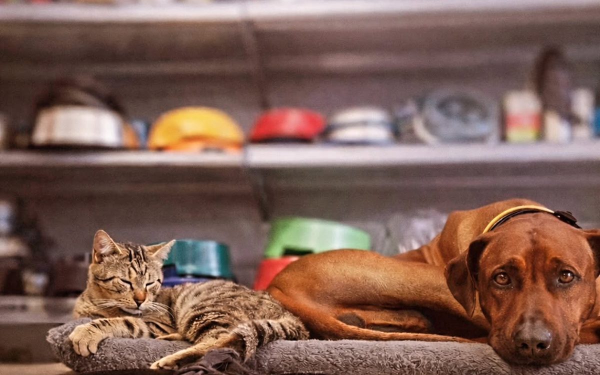 Ο Ridgeback και μία από τις γάτες του μαγαζιού ξαπλωμένοι στα κρεβάτια που πουλάει το AniMall